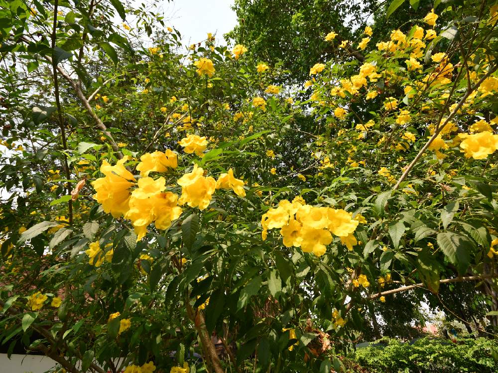 タイの植物の投稿画像 By 花eriさん トロピカルガーデンとガーデニングと花のある暮らしと花が好き 月1月14日 Greensnap グリーンスナップ