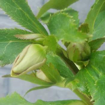 クリスマスローズ クレオパトラの投稿画像一覧 Greensnap グリーンスナップ