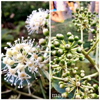 ヤツデの実 の投稿画像一覧 Greensnap グリーンスナップ