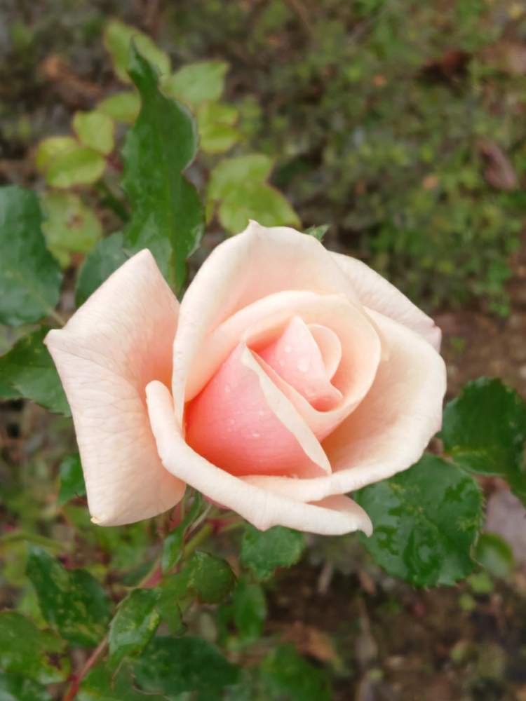バラ マチルダの投稿画像 By 山ちゃんさん 地植えと花のある暮らしと我が家のバラと昨日のバラ 月1月14日 Greensnap グリーンスナップ