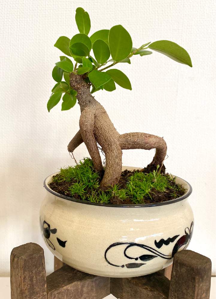 ガジュマルの投稿画像 By ミニマさん 観葉植物と植物のある暮らし 月1月14日 Greensnap グリーンスナップ