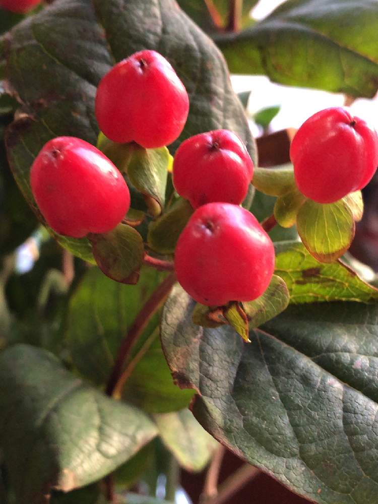 ヒペリカムの実の投稿画像 By まゆっちさん がんばれ 千葉 とインフルエンザとげんきもらえますと頑張ろう千葉とがんばろう福島と赤い実 とインフルエンザa型とピペリカムと小さな庭とヒペリカムの実とがんばれ 千葉 とインフルエンザとげんきもらえますと頑張ろう