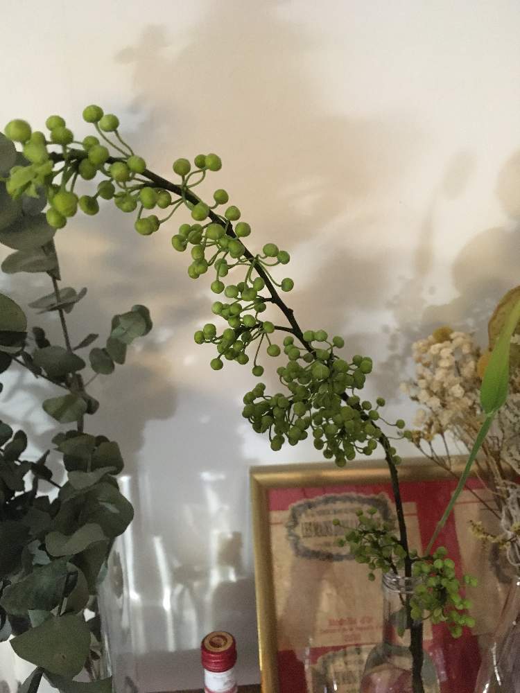 アオモジ 青文字 の投稿画像 By ナツメグさん 切り花と初心者 月1月14日 Greensnap グリーンスナップ