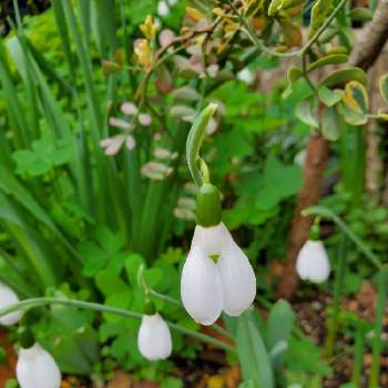 スノードロップ ガランサス 二ヴァリスの投稿画像一覧 Greensnap グリーンスナップ
