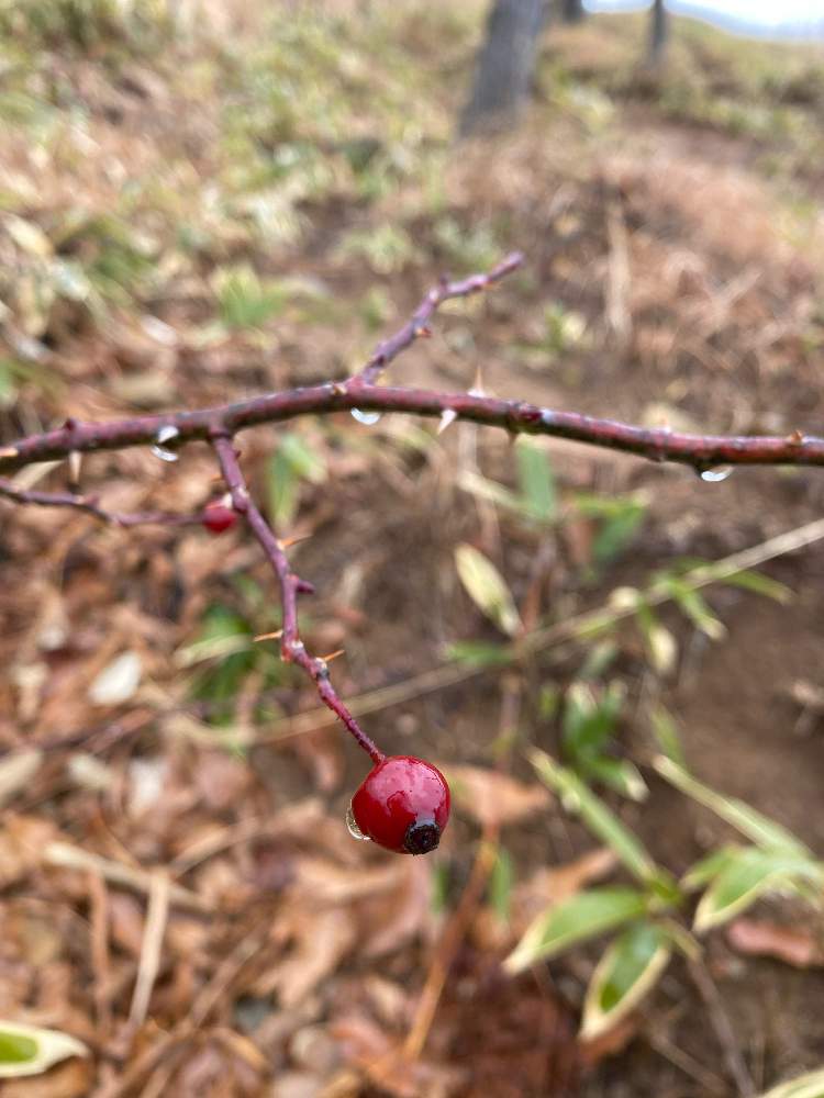 ノイバラの投稿画像 By のんたんさん 山野草と赤い実とハイキング 登山と広島 月1月14日 Greensnap グリーンスナップ