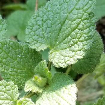 最高レモンバーム 花言葉 すべての美しい花の画像