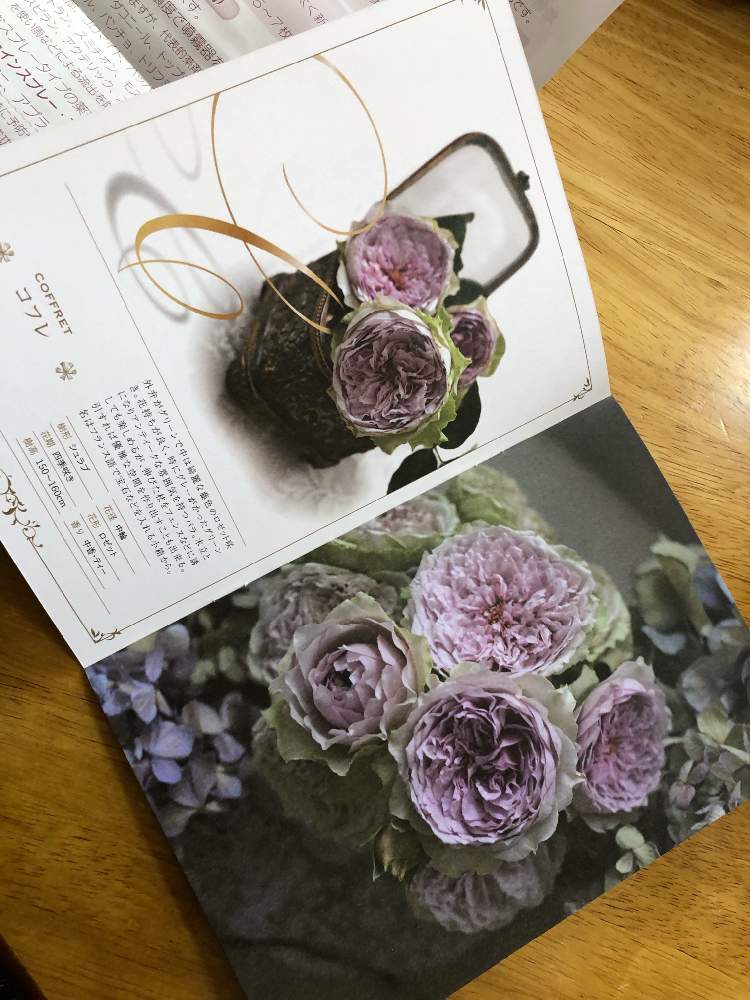 バラ ミニバラの投稿画像 By ポルルンさん カタログと趣味の園芸 とばら バラ 薔薇 月1月14日 Greensnap グリーンスナップ