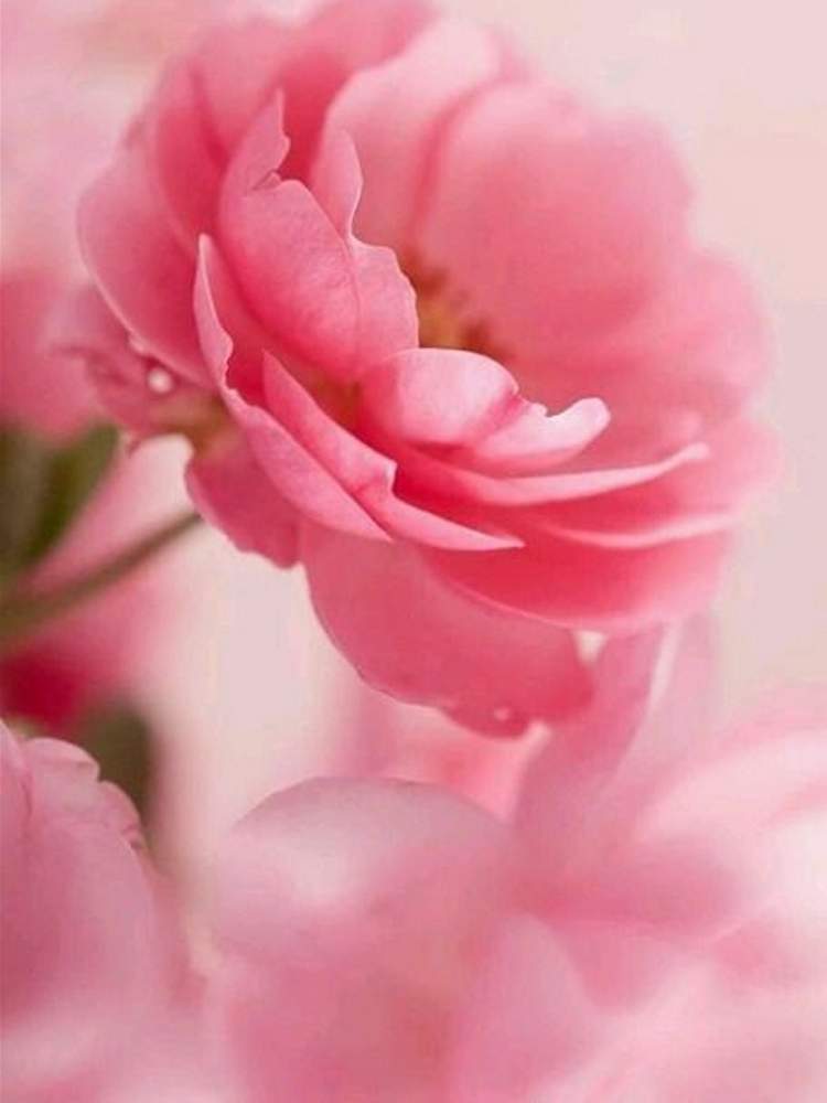 ピンクの花の投稿画像 By ふらわぁ さん 花のある暮らしと可愛い花と綺麗な花 2020月1月14日 Greensnap グリーンスナップ