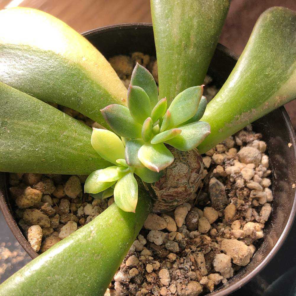 ブラックプリンス錦②｜🍀GreenSnap（グリーンスナップ）