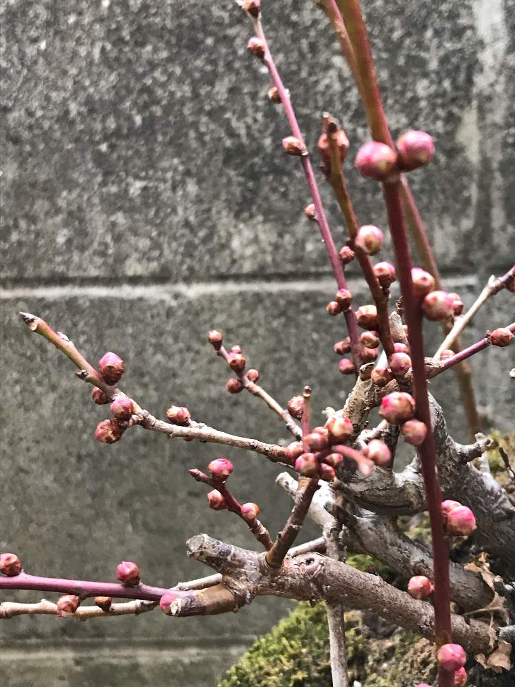 梅の蕾の投稿画像 By 涼さん 花のある暮らしとゆっくりでいいからね 月1月14日 Greensnap グリーンスナップ