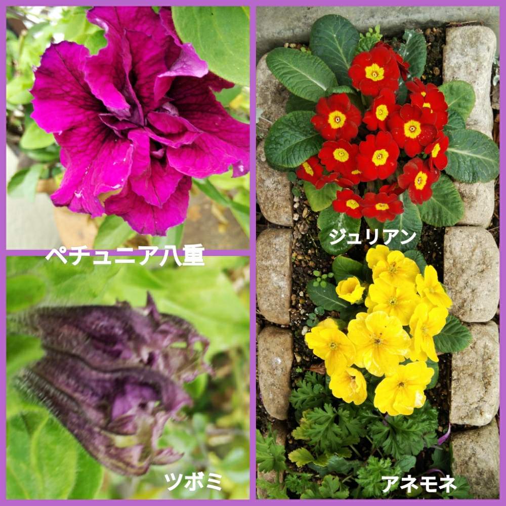 小さな庭の投稿画像 By メリーさん アネモネの葉とジュリアンかわいいと八重咲きペチュニア と鉢植えと小さい花壇と花のある暮らしと狭い花壇と地植えと アネモネの葉とジュリアンかわいいと八重咲きペチュニア と鉢植えと小さい花壇と花のある暮らしと狭い花壇と地植え