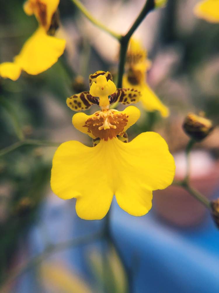 オンシジウムの投稿画像 By E T Jonesさん オンシジュームとラン科とアップ写真とマクロ撮影と黄色の花と花 のある暮らしと今日のお花とお出かけ先と神代植物公園とラン科とアップ写真とマクロ撮影と黄色の花と花のある暮らしと今日のお花と神代植物公園 月1月14日