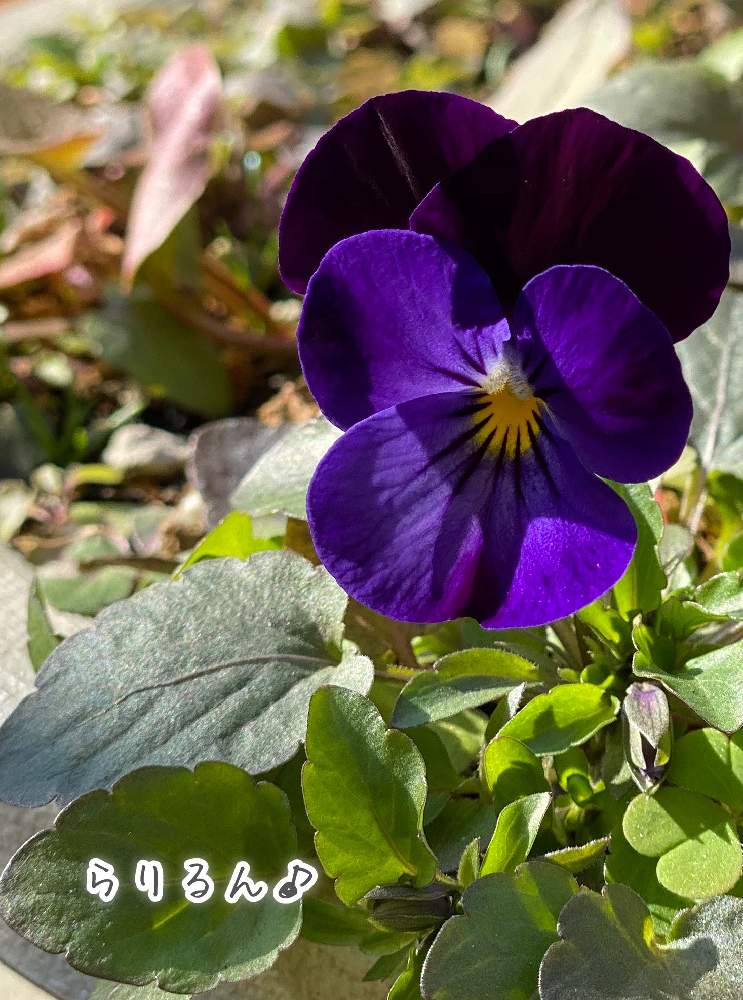 ビオラの投稿画像 By らりるん さん 紫のビオラと冬に咲く花フォトコンとビオラ パンジーと紫色の花と季節の花とビオラの季節 月1月14日 Greensnap グリーンスナップ