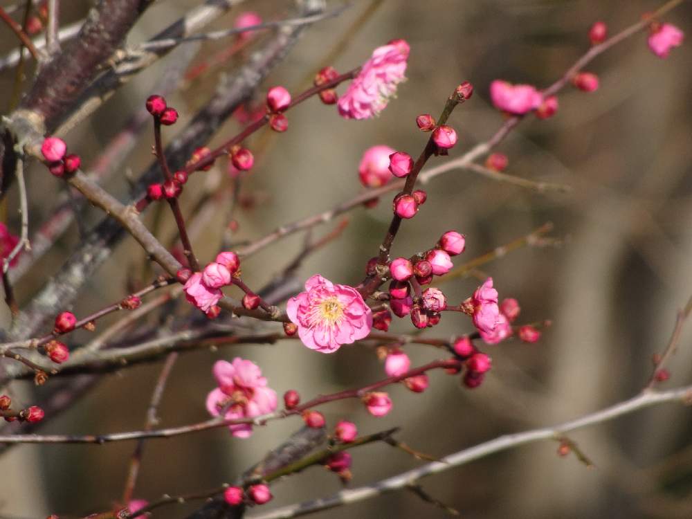 梅の花の投稿画像 By Trekkさん 落葉高木と山野草と1月の花とバラ科と冬のお花 月1月14日 Greensnap グリーンスナップ