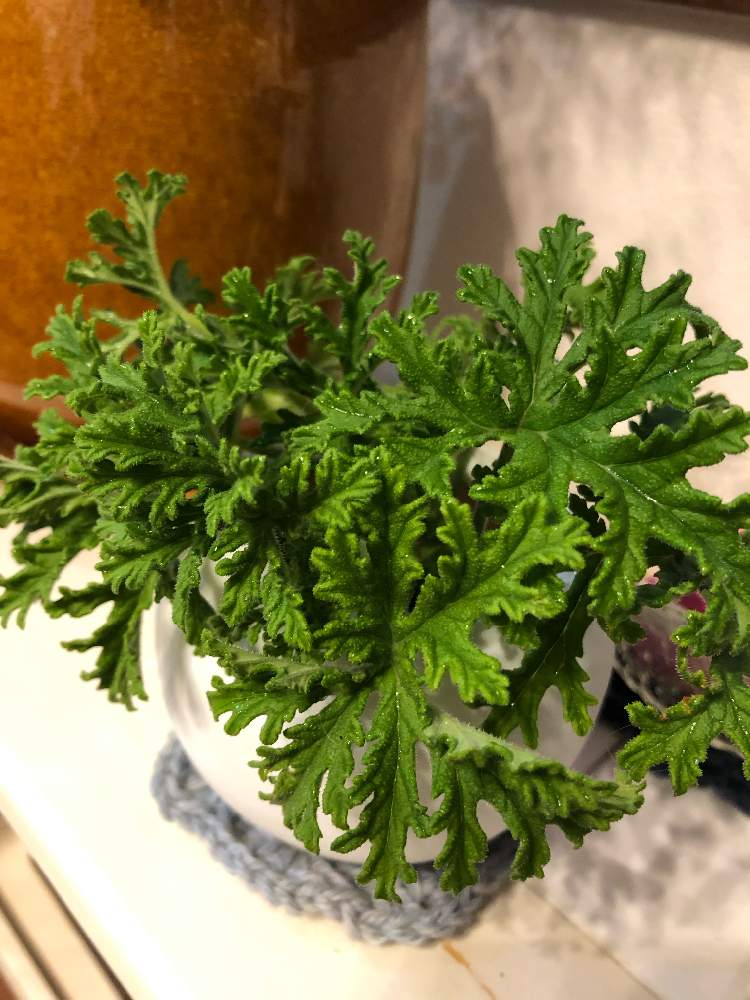 冬越しの投稿画像 By ベルガモットさん 剪定と癒しと成長中とハーブといい香り 月1月14日 Greensnap グリーンスナップ