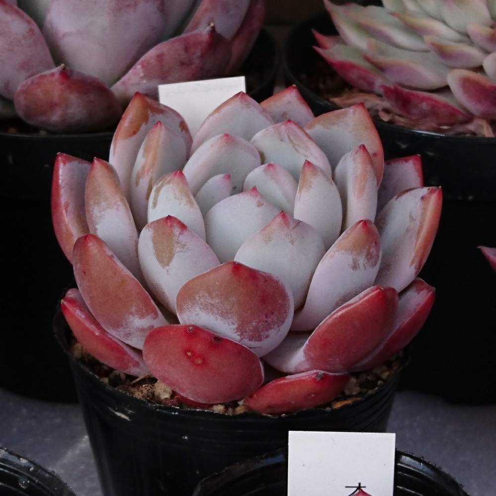 多肉植物　エケベリア　ソンヨウン　札なし　育てやすい 楽天市場】ソンヨウン【デラックス多肉】エケベリア属 多肉植物 10.5cm