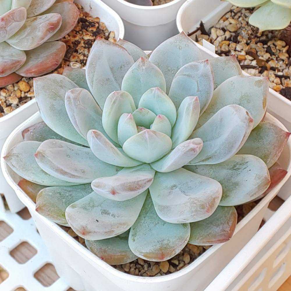 138 ソンヨウンの生長記録 2022.05.15更新｜🍀GreenSnap（グリーン