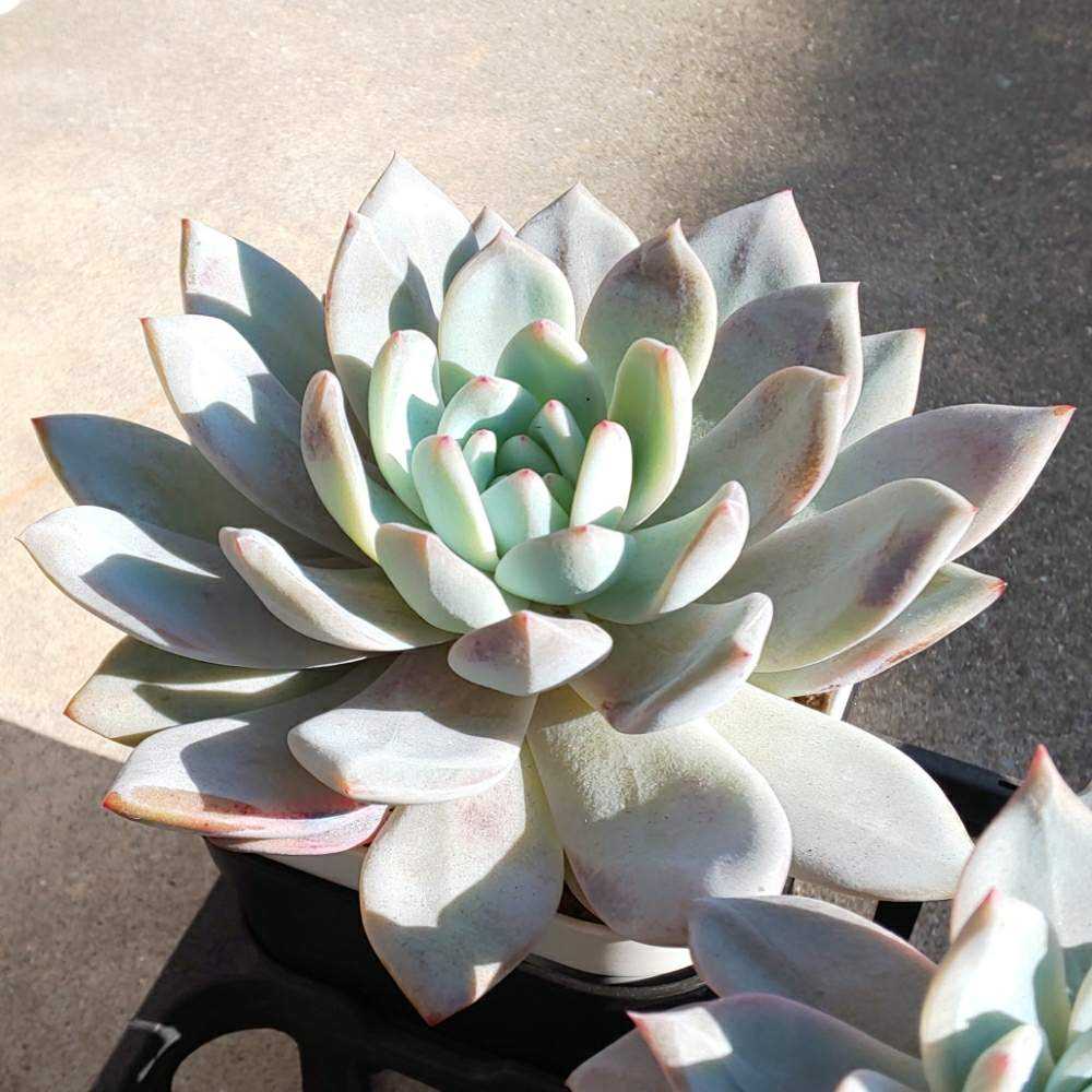 138 ソンヨウンの生長記録 2022.05.15更新｜🍀GreenSnap（グリーン