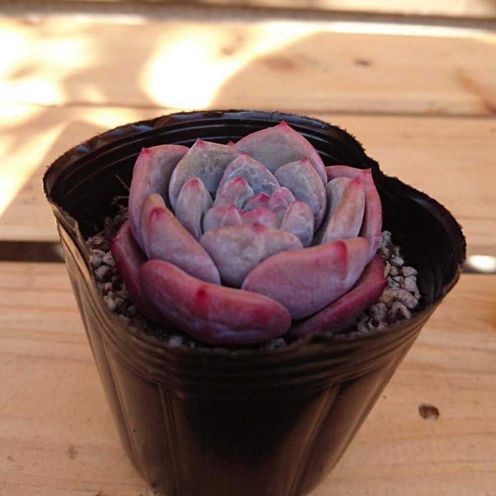 ○多肉植物 エケベリア オレンジモンロー 2.5寸苗 - ハニー