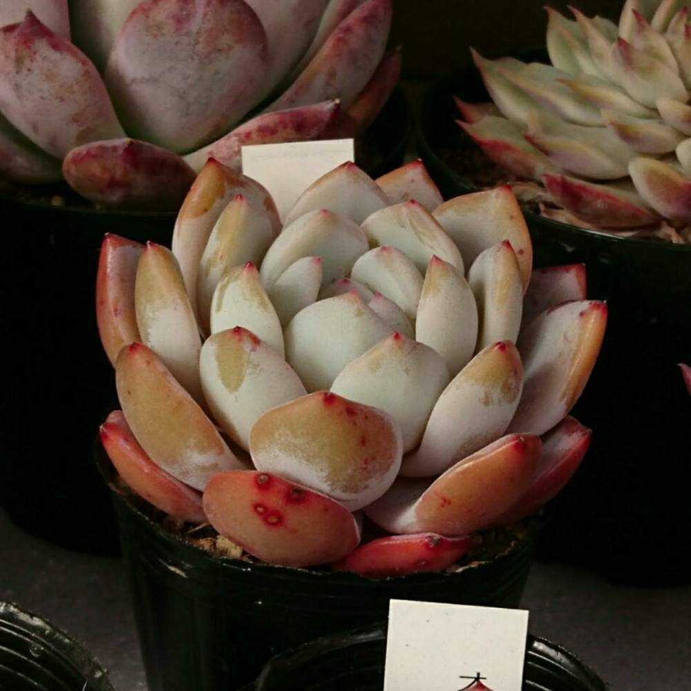 139 オレンジモンローの生長記録 2022.05.15更新｜🍀GreenSnap