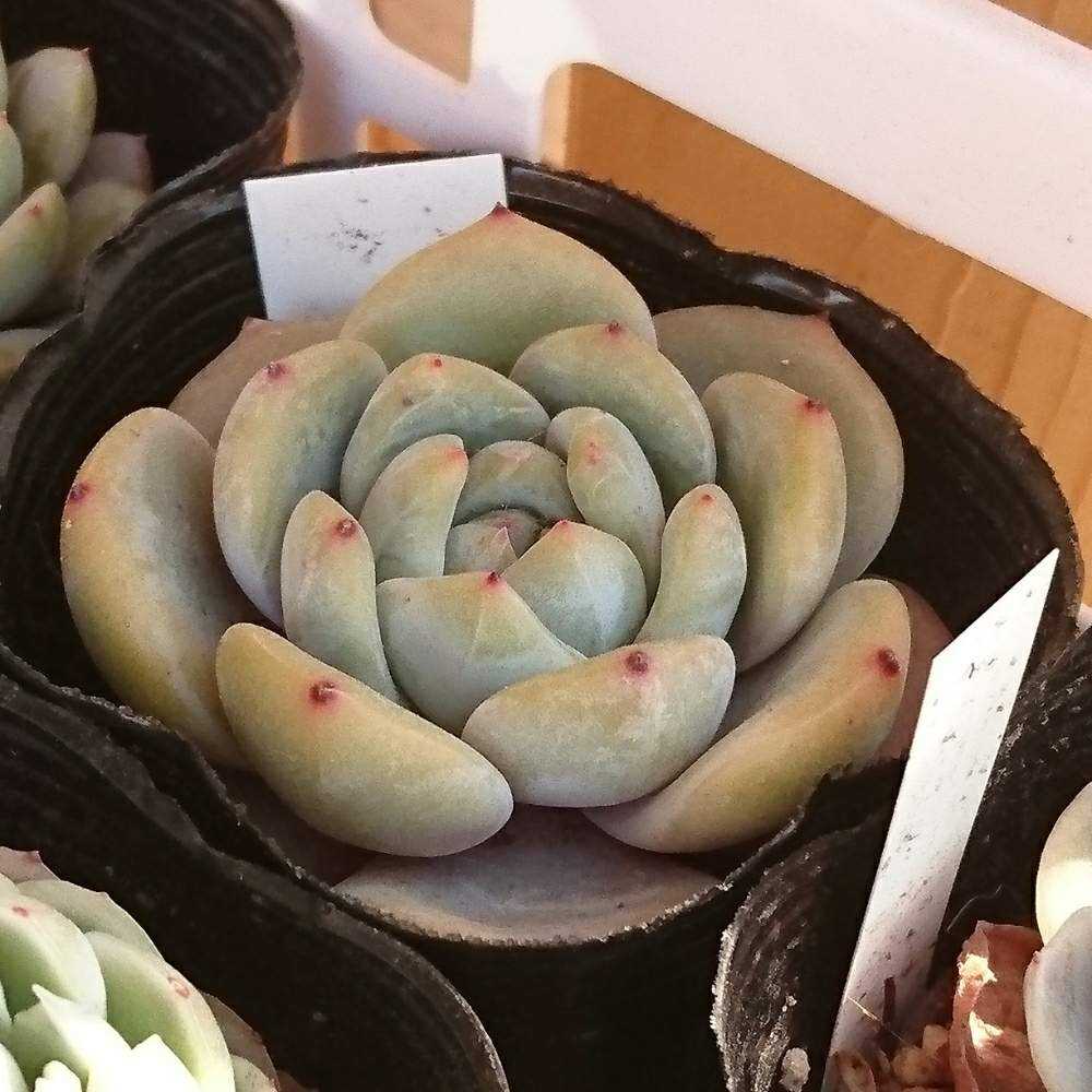 多肉植物❤️エケベリア属 ❤️ オレンジモンロー❤️ 1頭10cm拔