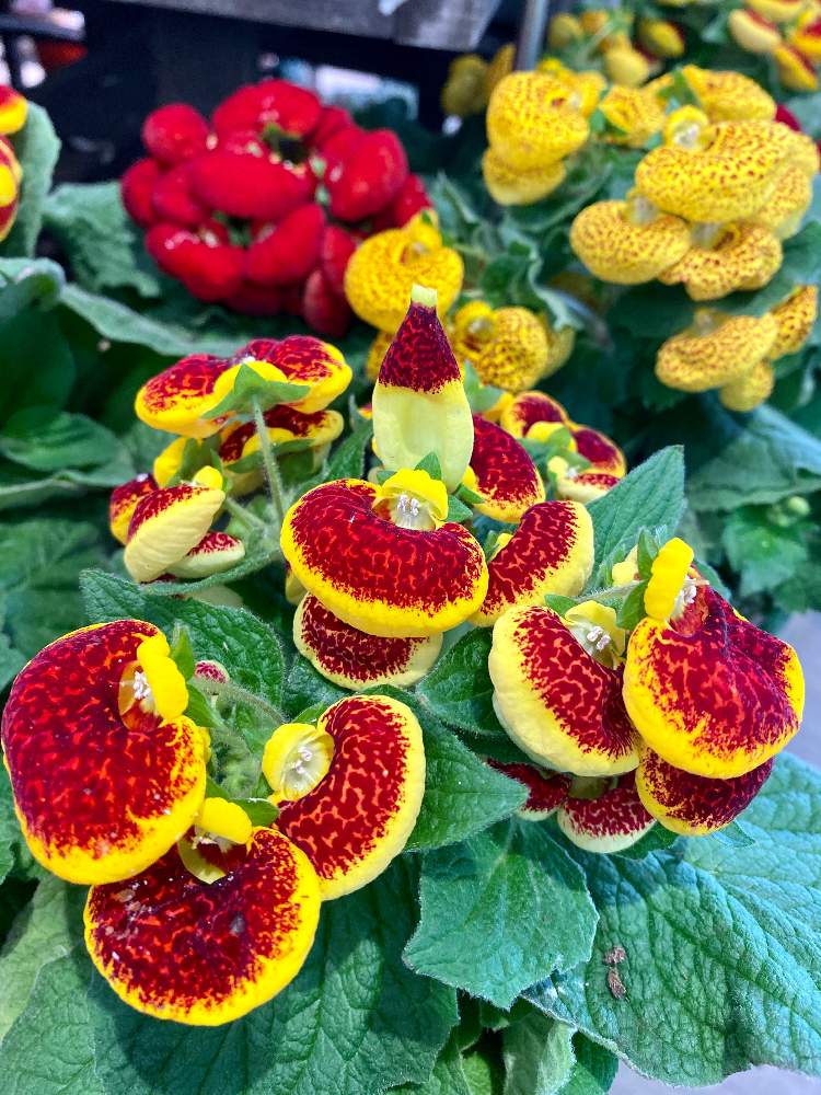 カルセオラリアの投稿画像 By さいたまさん 巾着草 キンチャクソウ とお出かけ先と一輪の魅力とイキイキ と某ホームセンターと小さい花の癒し と花のある暮らしとvitamin Orange Callaと一輪の魅力とイキイキ と某ホームセンターと小さい花の癒し と花のある暮らし