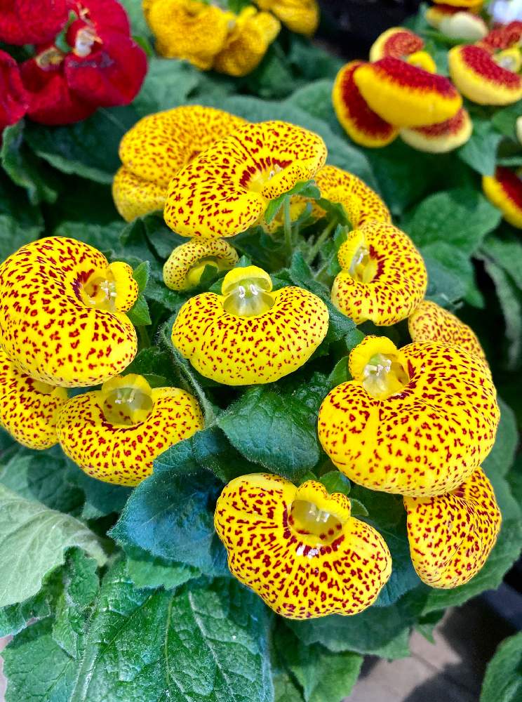 カルセオラリアの投稿画像 By さいたまさん 巾着草 キンチャクソウ とお出かけ先と一輪の魅力とイキイキ と某ホームセンターと小さい花の癒し と花のある暮らしとvitamin Orange Callaと一輪の魅力とイキイキ と某ホームセンターと小さい花の癒し と花のある暮らし