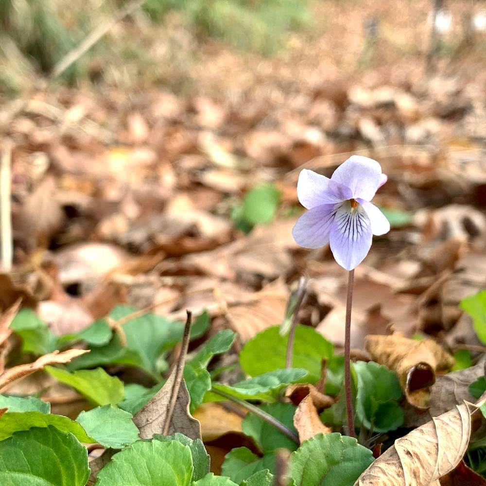 お出かけ先の投稿画像 By M A R さん 植物のある暮らしとムラサキの花と野草とスミレ科とはるが来た とすみれ 菫 とむらさきのはなとスミレ と花のある暮らしと道端の草花木と道端の植物と植物のある暮らしとムラサキの花と野草とスミレ科とはるが来た とすみれ