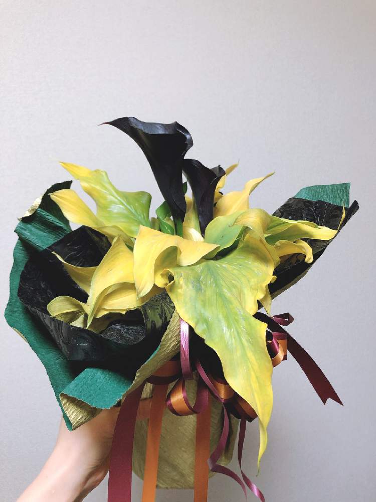 カラーの投稿画像 By あるごんさん カラー ホットチョコレート 月1月14日 Greensnap グリーンスナップ