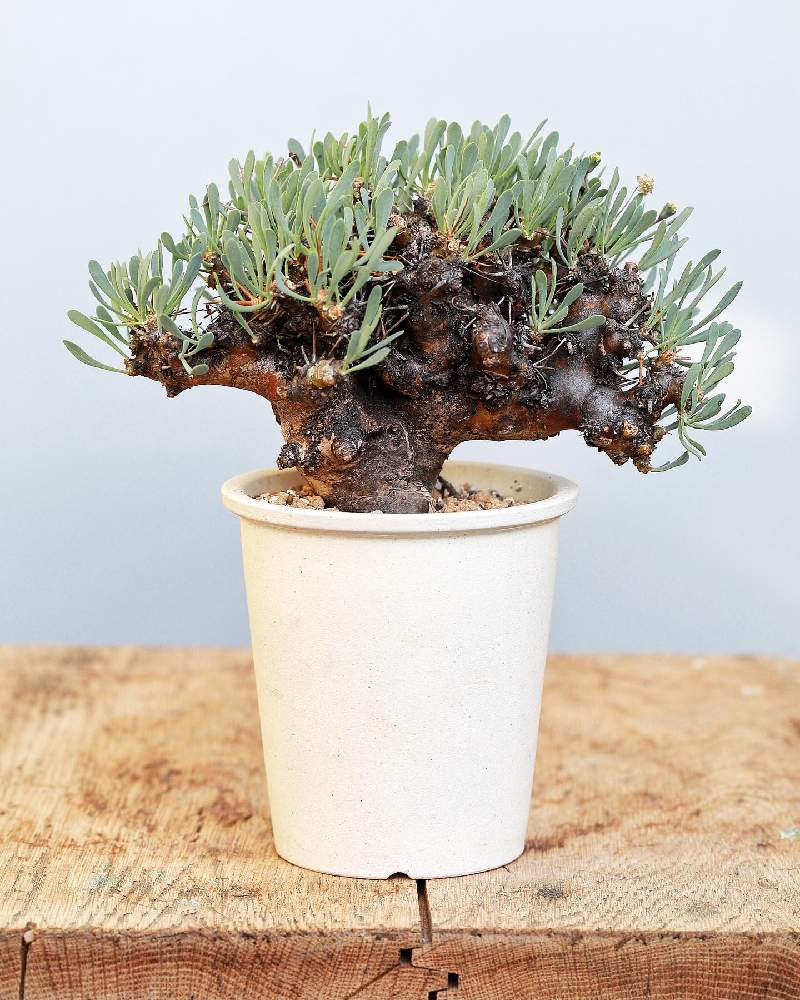 残りわずか オトンナ ユーフォルビオイデス 黒鬼城 植物 観葉植物 Hlt No