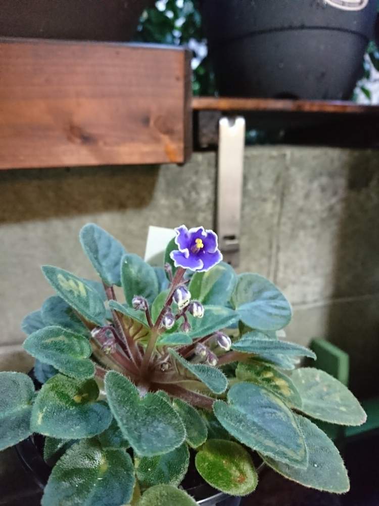 草植系紳士の投稿画像 By 黒ヌコの蓮根さん 黒ニャンコ隊と冬に咲く花フォトコンとガーデニング初級者とガーデニングと花のある暮らしとgsアダルトチームと セントポーリア と見守り隊 月1月15日 Greensnap グリーンスナップ