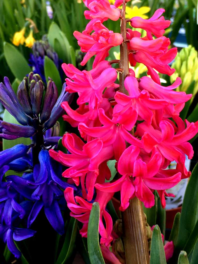 ヒヤシンス 風信子 の投稿画像 By あやちゃんですさん お花が大好きと赤いお花と葉っぱが綺麗 と元気なお花とhcにてと綺麗なお花とお花が好き とお花が可愛いと青空の下でと花のある暮らしとお花の追跡と紫のお花 月1月15日 Greensnap グリーンスナップ