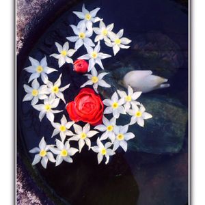 花のある暮らし,すいせん　和堂,すいせんの遊び方　和堂,すいせんの歌　和堂,石臼遊び　和堂の画像