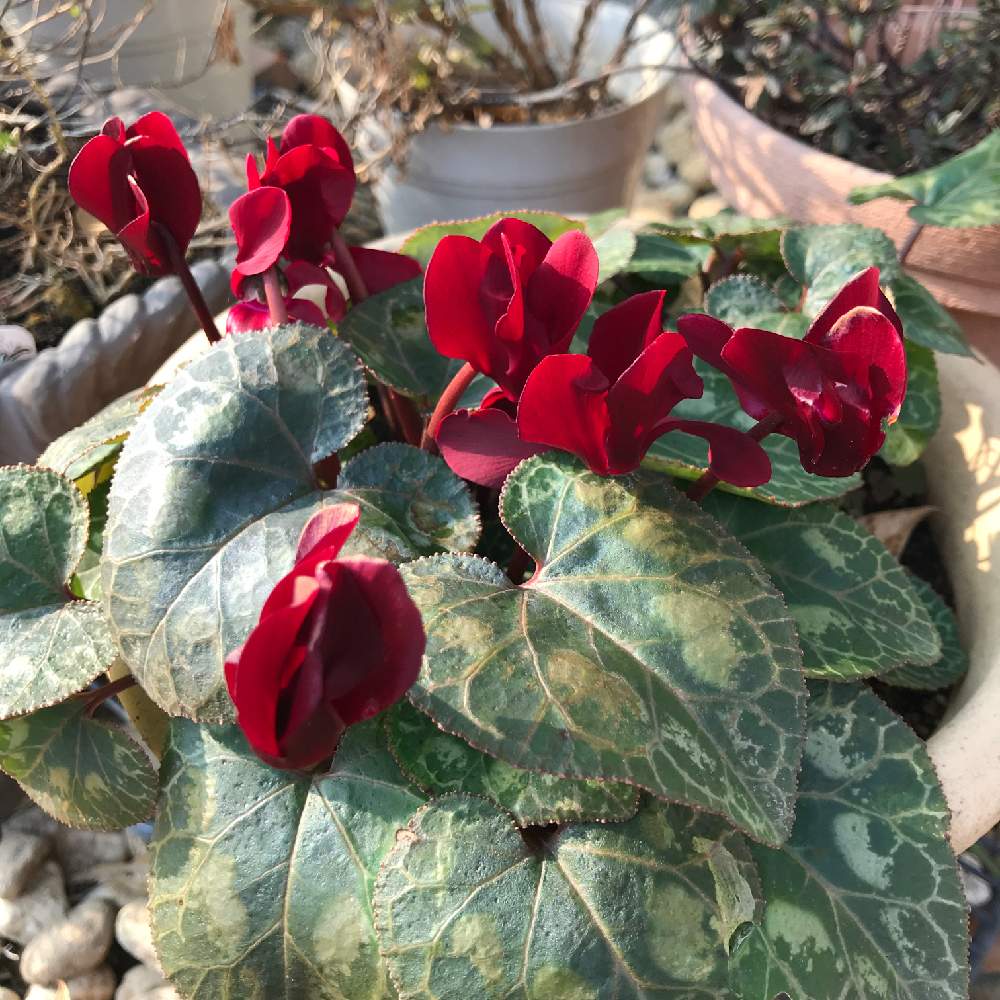 ガーデンシクラメンの投稿画像 By ココさん 花満開と毒性のある植物 月1月15日 Greensnap グリーンスナップ