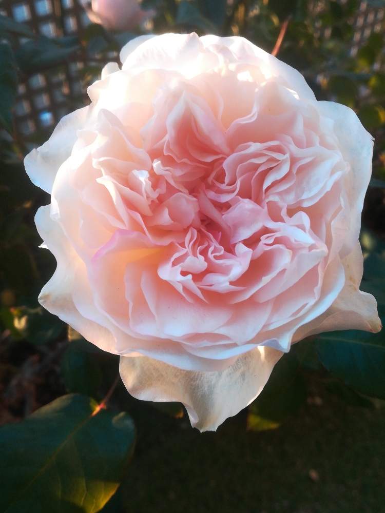 バラ クロッシェの投稿画像 By るるさん 薔薇に魅せられてと綺麗と癒やしの時間とガーデニングと花のある暮らしと薔薇 とバラ ミニバラと水曜ローズショー 月1月15日 Greensnap グリーンスナップ