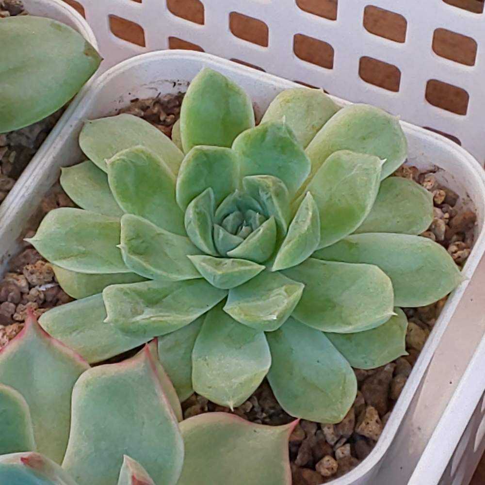 Y*y様 D527×21株 ヒューミリス 抜き苗 多肉植物 エケベリア サボテン ⭐*〜様 ヒューミリス Z527×21株 抜き苗 多肉植物 エケベリア