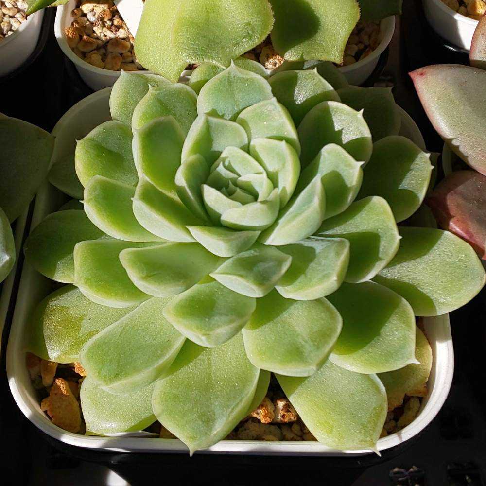 Y*y様 D527×21株 ヒューミリス 抜き苗 多肉植物 エケベリア サボテン 多肉植物エケベリア♡ヒューミリス錦の通販 by Nan多肉12月から