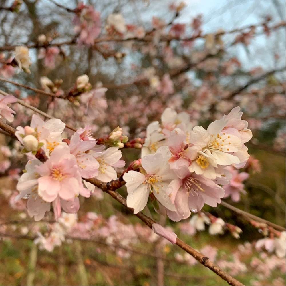 十月桜 冬桜 の投稿画像 By Okavangoさん 冬 Osakaと大阪城公園の四季と桜 さくら チェリーと桜 もも ピンクとthis Morning と冬に咲く花フォトコンと三春色 月1月15日 Greensnap グリーンスナップ