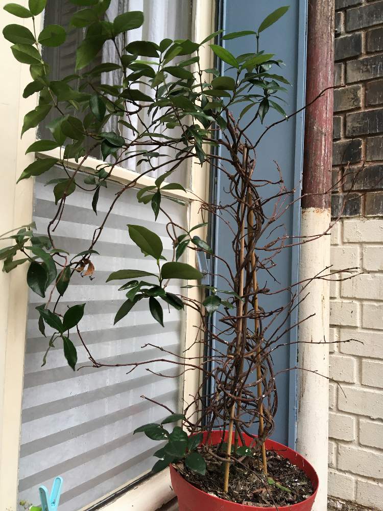 マリオさんの投稿画像 月1月15日 Greensnap グリーンスナップ