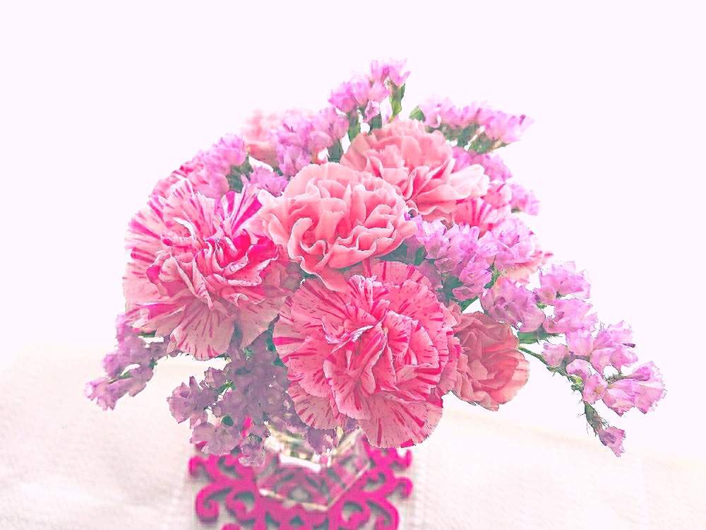 美しい花の画像 無料ダウンロードスプレー カーネーション 花 言葉