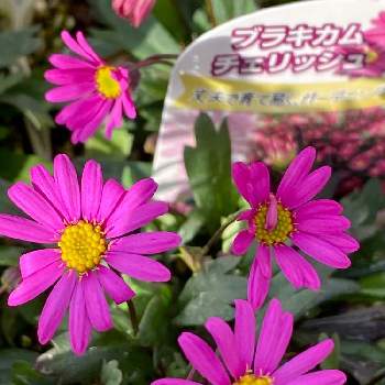 トップ100ブラキカム 花 言葉 すべての美しい花の画像