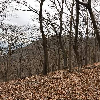 冬木立の画像 by おきょうさん | お出かけ先と冬木立と渋沢丘陵と空のすがたとボタニカルスポット2020冬