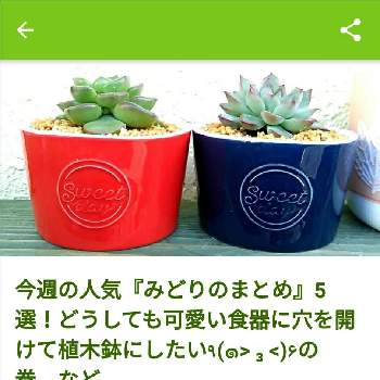 植木鉢の穴開けの投稿画像一覧 Greensnap グリーンスナップ