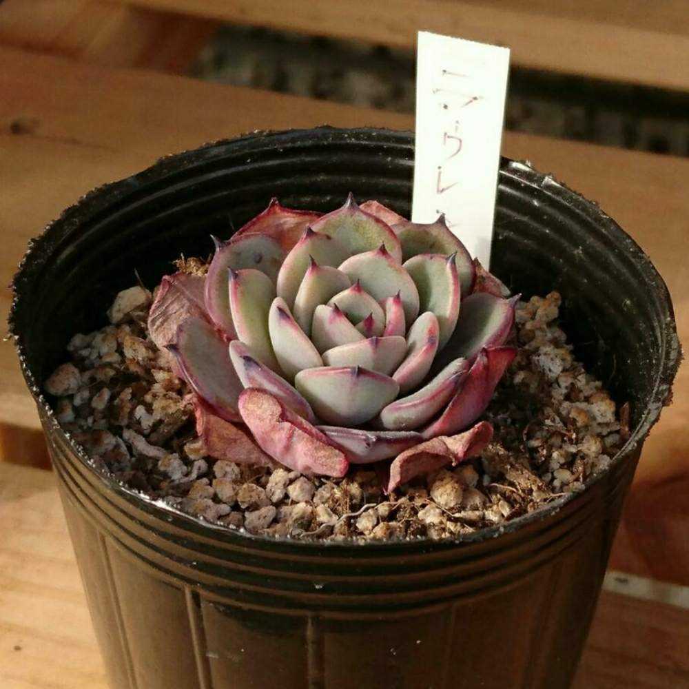 18.多肉植物✨抜き苗☘️チワワエンシス×ラウリンゼ 交配実生 
