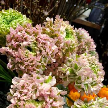 ポンポンハーマイオニーの投稿画像一覧 Greensnap グリーンスナップ