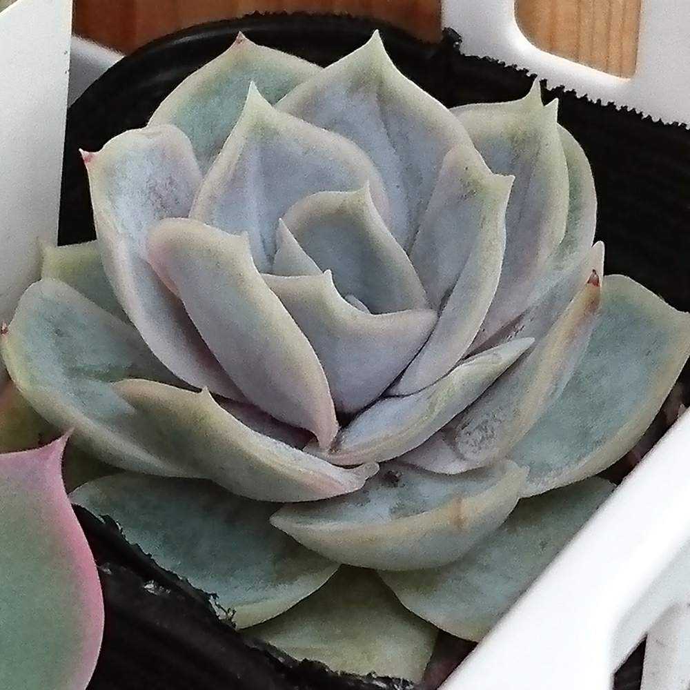 145 ブルーサプライズの生長記録 Vol.1 2022.04.09結｜🍀GreenSnap