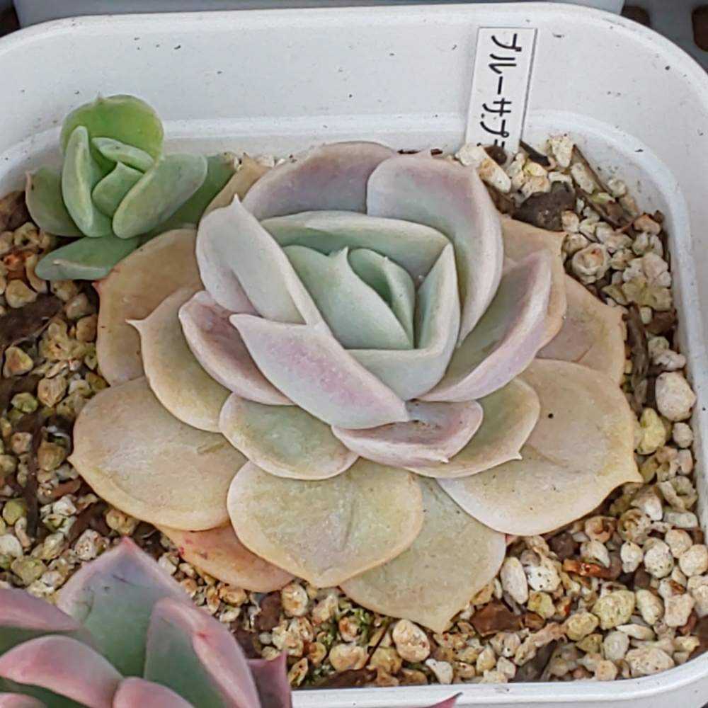 145 ブルーサプライズの生長記録 Vol.1 2022.04.09結｜🍀GreenSnap