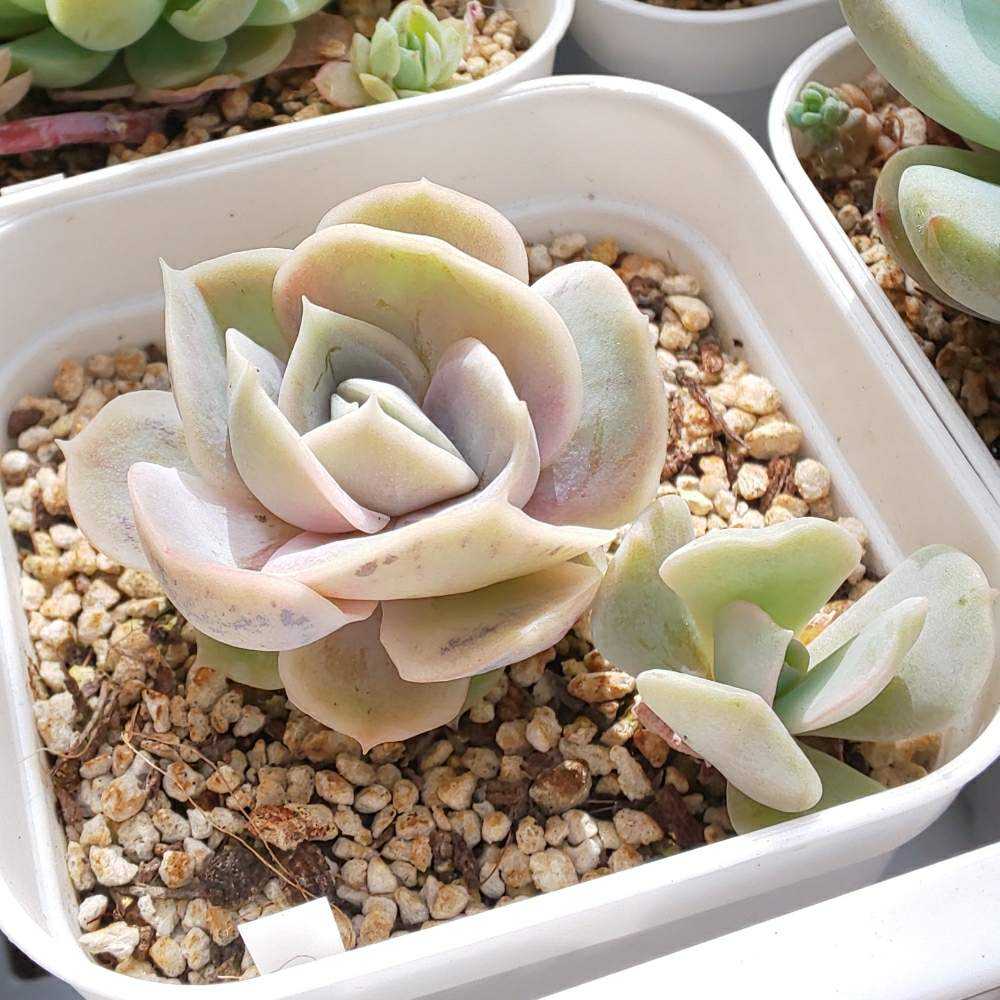 145 ブルーサプライズの生長記録 Vol.1 2022.04.09結｜🍀GreenSnap