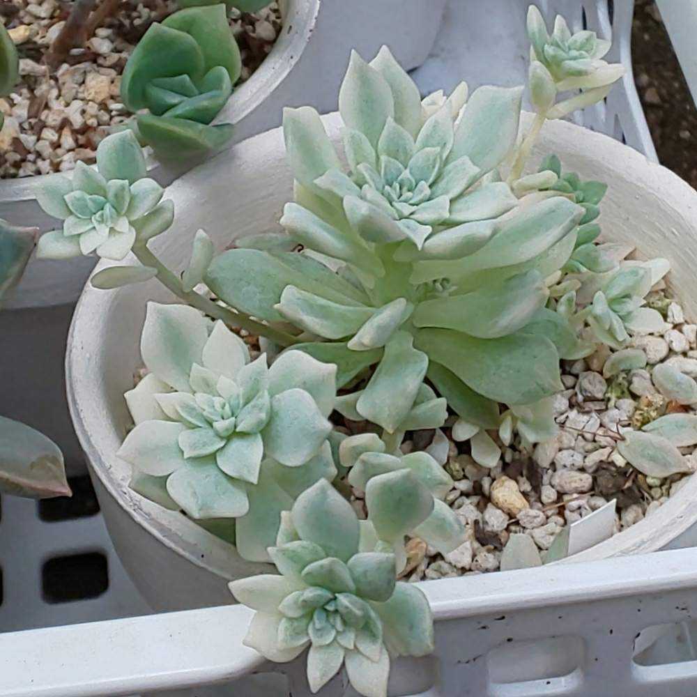 多肉植物 プロリフィカ錦♡1 あるちゃん専用