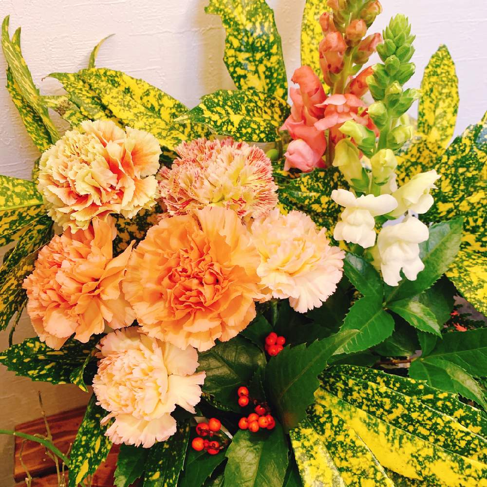 カーネーションの投稿画像 By りえさん 花のある暮らしとグリーンのある暮らしとみどりに癒される 月1月16日 Greensnap グリーンスナップ